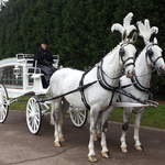 Funerals stunning white horses